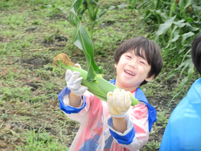 ふれあい農園～秋の収獲「とうもろこし」５歳児～